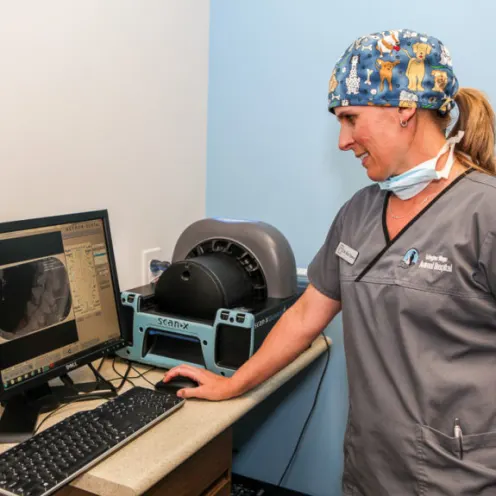 Veterinarian Examining Dental X-Rays